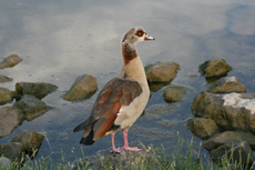 16-Nilgans-078.jpg